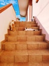 house staircase full of cats