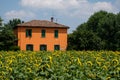 House surrounded by sunflowers Royalty Free Stock Photo