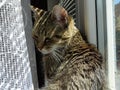 House tabby cat detail photo