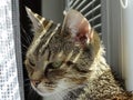 House tabby cat detail photo