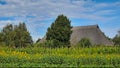 House with thatched roof in front of a field of sunflowers. Blue sky with gray hazy clouds. Sunflowers and Farming in a Rural