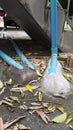Beside the house there is a household liquid waste disposal pipe. Pipes that function to drain liquid waste to landfills