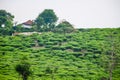 House on the top of tea planation hill