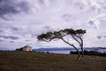 House with tree in Darlington on Maria Island, Tasmania, Australia