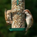 House and tree sparrow