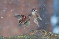 House and Tree Sparrows fight in heavy snow Royalty Free Stock Photo