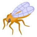 House tsetse icon isometric vector. Fly insect Royalty Free Stock Photo