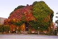 House under forest leaves