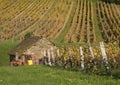 House and vineyard in the heart of the Jura, Arbois, France Royalty Free Stock Photo