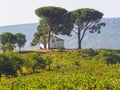 House in the vineyard - Villafranca del Bierzo