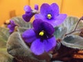 Indoor violets are blooming beautifully in a vase Royalty Free Stock Photo