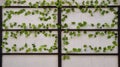 House wall decorated with artificial branches with leaves