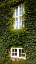 House wall with ivy on a summer day. Two Windows.Vertical view Royalty Free Stock Photo