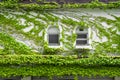 House wall and windows covered by climbing and creeping green ivy