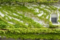 House wall and windows covered by climbing and creeping green ivy