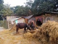 House of weaker section people who belongs below poverty line in madhubani India Royalty Free Stock Photo