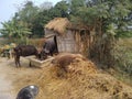 House of weaker section people who belongs below poverty line in madhubani India