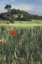 House in wheat field with poppies, southern France Royalty Free Stock Photo