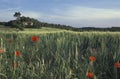 House in wheat field with poppies, southern France Royalty Free Stock Photo