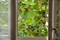 Opened windows with kiwi vines growing outside on window