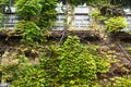 House with window and vines Royalty Free Stock Photo