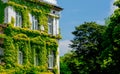 House windows with green overgrown ivy Royalty Free Stock Photo