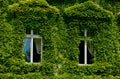 House windows with green overgrown ivy Royalty Free Stock Photo