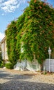 The house wreathed with Campsis creeper on the Street of the Col Royalty Free Stock Photo