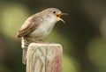 House Wren Royalty Free Stock Photo