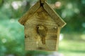 House Wren cleans the birdhouse for new nest