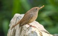 House Wren With Insect During Nesting Season Royalty Free Stock Photo