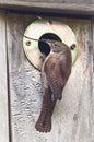 House Wren at Nest Box