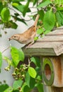 House Wren on Nest Box with Grub Royalty Free Stock Photo