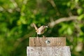 House Wren with nest-building materials Royalty Free Stock Photo