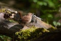 Close up of a House Wren song bird Royalty Free Stock Photo