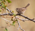 House Wren Perched on a Branch