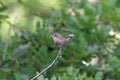 House Wren Royalty Free Stock Photo