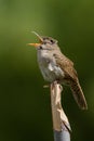 House Wren Singing Royalty Free Stock Photo