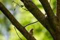 House Wren Sitting on Pussy Willow Tree