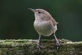 House Wren On A Stump Royalty Free Stock Photo