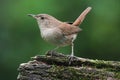 House Wren On A Stump Royalty Free Stock Photo