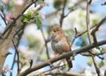 House Wren (troglodytes aedon) Royalty Free Stock Photo