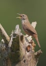 House Wren (troglodytes aedon) Royalty Free Stock Photo