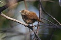 House wren(troglodytes aedon)