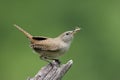 House Wren (troglodytes aedon)