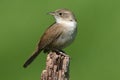 House Wren Royalty Free Stock Photo