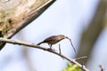 House Wren with Twig 703842 Royalty Free Stock Photo