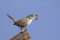 House Wren with a Worm Royalty Free Stock Photo