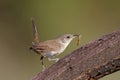 House Wren with a Worm Royalty Free Stock Photo