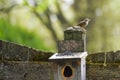 House Wrenl On Birdhouse Eathing Sunflower Seeds Royalty Free Stock Photo